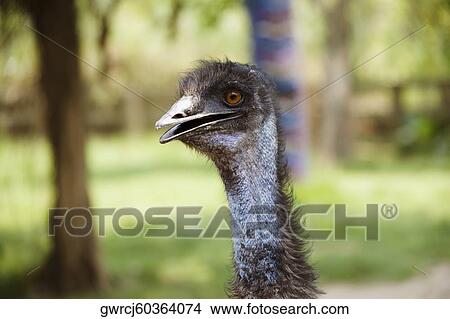 Close-up of an Emu (Dromaius Novaehollandeae) in a zoo, Xiangjiang Safari Park, Guangzhou, Guangdong Province, China View Large Photo Image Picture - Close-up of an Emu (Dromaius Novaehollandeae) in a zoo, Xiangjiang Safari Park, Guangzhou, Guangdong Province, China. Fotosearch