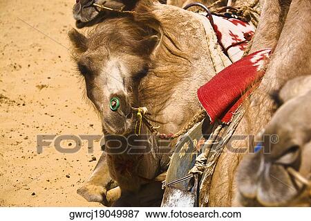 Stock Photo - Close-up of Bactrian camels (Camelus bactrianus), Kubuqi Desert, Inner Mongolia, China. Fotosearch