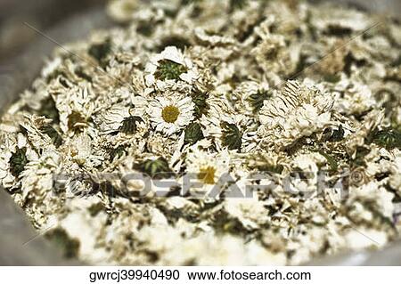 Close-up of dry chamomile at a market stall, Tai'an, Shandong Province, China View Large Photo Image Stock Image - Close-up of dry chamomile at a market stall, Tai'an, Shandong Province, China. Fotosearch