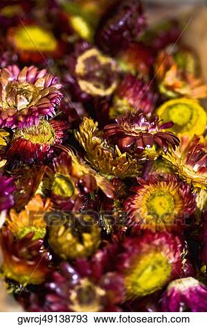Close-up of dry flowers at a market stall, Tai'an, Shandong Province, China View Large Photo Image Stock Image - Close-up of dry flowers at a market stall, Tai'an, Shandong Province, China. Fotosearch