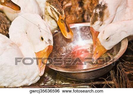 Stock Photograph - Close-up of ducks in a duck house, Hefei, Anhui Province, China. Fotosearch