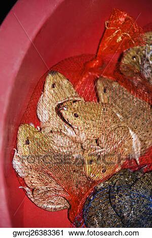 Close-up of frogs in a basket, Xingping, Yangshuo, Guangxi Province, China View Large Photo Image Stock Image - Close-up of frogs in a basket, Xingping, Yangshuo, Guangxi Province, China. Fotosearch