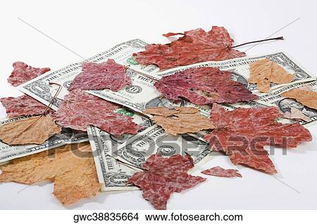 Close-up of leaves and US dollar bills View Large Photo Image Picture - Close-up of leaves and US dollar bills. Fotosearch