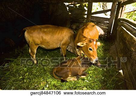 Stock Photograph - Cows and calf in a barn, Jinkeng Terraced Field, Guangxi Province, China. Fotosearch
