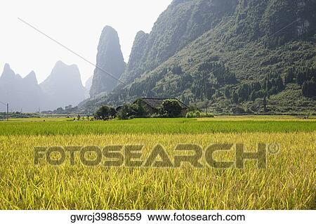 Stock Photo - Crop in a field, Xingping, Yangshuo, Guangxi Province, China. Fotosearch