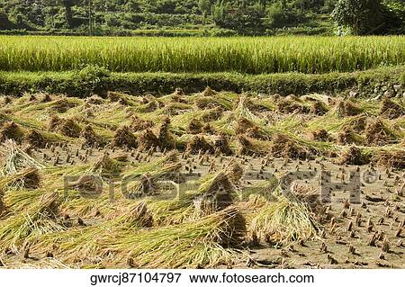 Stock Photo - Crop in a field, XingPing, Yangshuo, Guangxi Province, China. Fotosearch