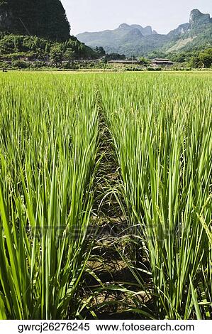 Stock Photography - Crop in a field, Xingping, Yangshuo, Guangxi Province, China. Fotosearch