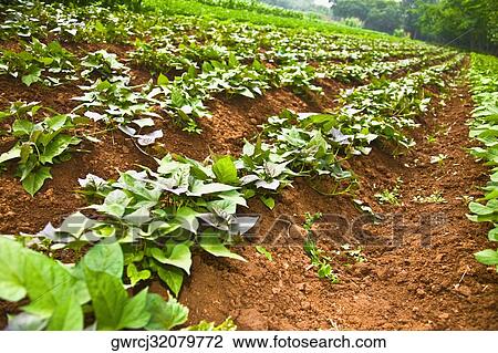 Stock Image - Crop in a field, Zhigou, Shandong Province, China. Fotosearch