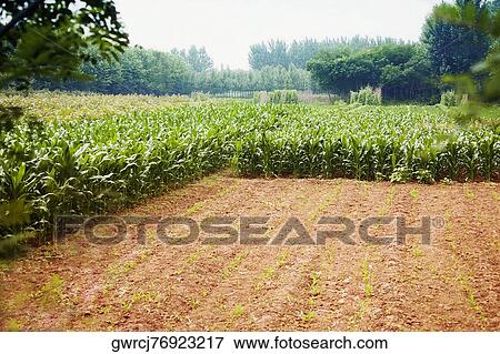 Stock Photo - Crop in a field, Zhigou, Shandong Province, China. Fotosearch