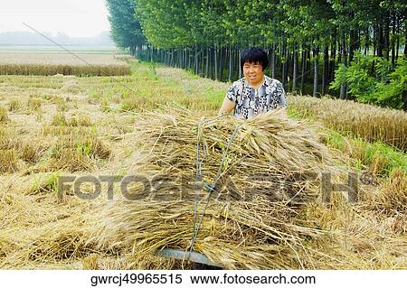 Farmer collecting bundles of wheat stalk in a field, Zhigou, Shandong Province, China View Large Photo Image Stock Photography - Farmer collecting bundles of wheat stalk in a field, Zhigou, Shandong Province, China. Fotosearch