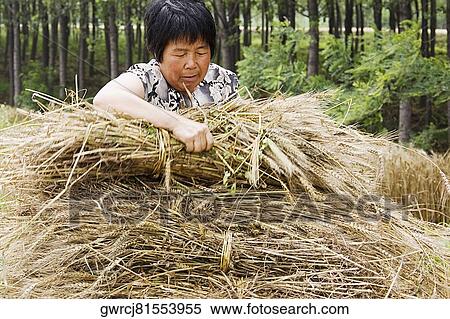 Stock Photography - Farmer collecting bundles of wheat stalk, Zhigou, Shandong Province, China. Fotosearch
