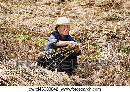 Stock Image - Farmer preparing a bundle of wheat in a field, Zhigou, Shandong Province, China. Fotosearch