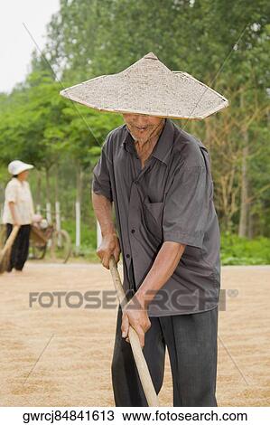Farmer turning grain in a field, Zhigou, Shandong Province, China View Large Photo Image Stock Image - Farmer turning grain in a field, Zhigou, Shandong Province, China. Fotosearch