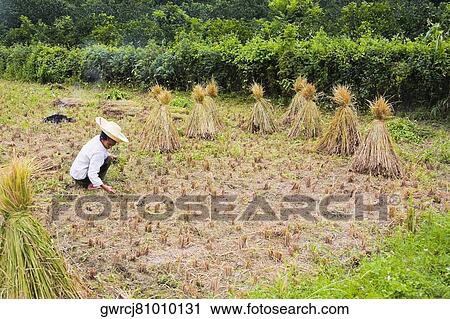 Farmer working in a field, XingPing, Yangshuo, Guangxi Province, China View Large Photo Image Stock Image - Farmer working in a field, XingPing, Yangshuo, Guangxi Province, China. Fotosearch