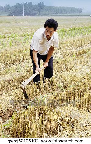 Stock Image - Farmer working in a field, Zhigou, Shandong Province, China. Fotosearch