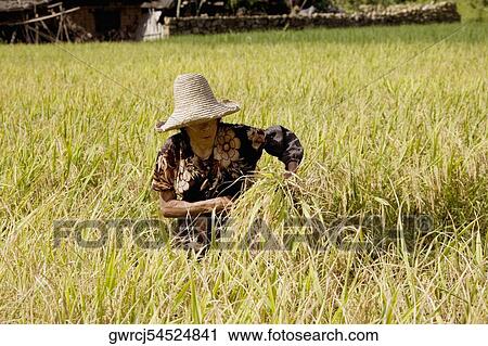Farmer working in a rice paddy field, Xingping, Yangshuo, Guangxi Province, China View Large Photo Image Stock Image - Farmer working in a rice paddy field, Xingping, Yangshuo, Guangxi Province, China. Fotosearch