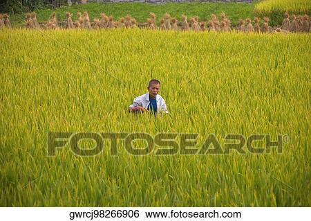 Stock Photograph - Farmer working in a rice paddy field, Yangshuo, Guangxi Province, China. Fotosearch