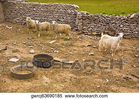 Stock Photography - Goat and sheep in an animal pen, Inner Mongolia, China. Fotosearch