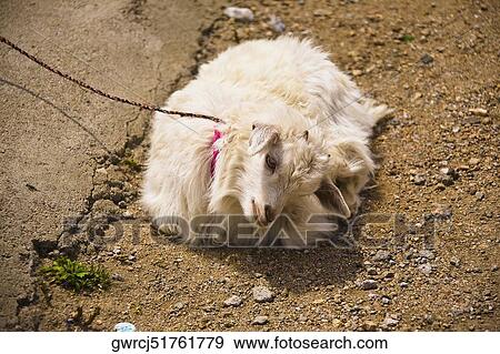 Stock Photo - Goat sitting and tied with a rope, Inner Mongolia, China. Fotosearch