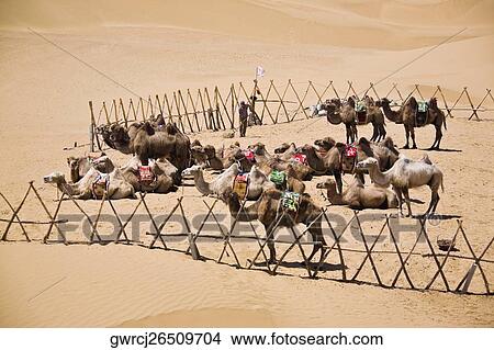 Group of camels in a desert, Kubuqi Desert, Inner Mongolia, China View Large Photo Image Picture - Group of camels in a desert, Kubuqi Desert, Inner Mongolia, China. Fotosearch