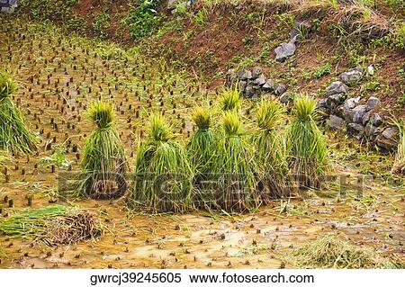 Harvested rice crop in the field, Yangshuo, Guangxi Province, China View Large Photo Image Stock Photography - Harvested rice crop in the field, Yangshuo, Guangxi Province, China. Fotosearch
