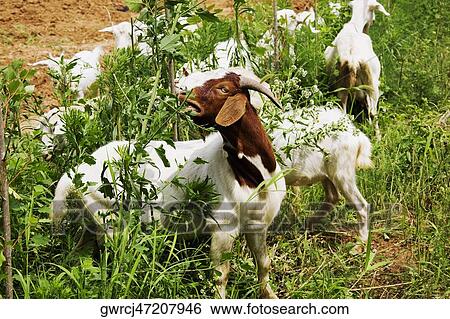 Herd of goats grazing in a field, Zhigou, Shandong Province, China View Large Photo Image Stock Photograph - Herd of goats grazing in a field, Zhigou, Shandong Province, China. Fotosearch