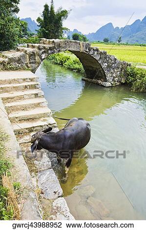 Stock Image - High angle view of a cow tied at the riverbank, Yangshuo, Guangxi Province, China. Fotosearch