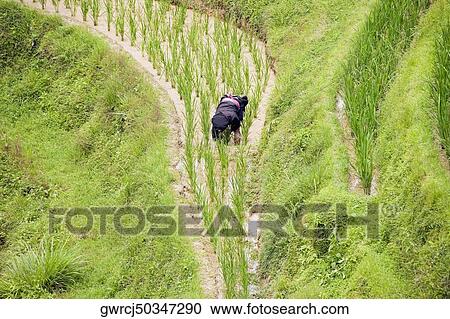 High angle view of a person working in a rice field, Jinkeng Terraced Field, Guangxi Province, China View Large Photo Image Stock Image - High angle view of a person working in a rice field, Jinkeng Terraced Field, Guangxi Province, China. Fotosearch