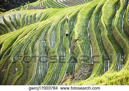 High angle view of terraced rice fields, Jinkeng Terraced Field, Guangxi Province, China View Large Photo Image Picture - High angle view of terraced rice fields, Jinkeng Terraced Field, Guangxi Province, China. Fotosearch