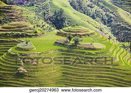 Stock Image - High angle view of terraced rice fields, Jinkeng Terraced Field, Guangxi Province, China. Fotosearch