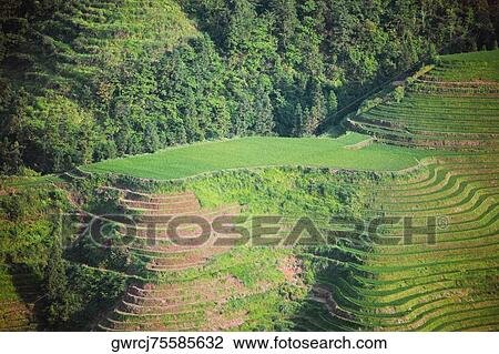 High angle view of terraced rice fields, Jinkeng Terraced Field, Guangxi Province, China View Large Photo Image Stock Image - High angle view of terraced rice fields, Jinkeng Terraced Field, Guangxi Province, China. Fotosearch