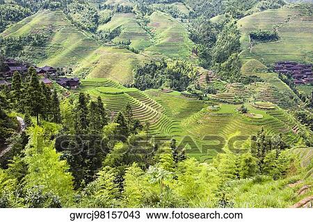 High angle view of terraced rice fields, Jinkeng Terraced Field, Guangxi Province, China View Large Photo Image Stock Image - High angle view of terraced rice fields, Jinkeng Terraced Field, Guangxi Province, China. Fotosearch