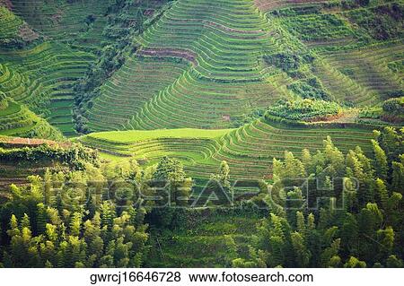 Stock Photo - High angle view of terraced rice fields, Jinkeng Terraced Field, Guangxi Province, China. Fotosearch