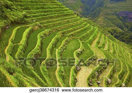 High angle view of terraced rice fields, Jinkeng Terraced Field, Guangxi Province, China View Large Photo Image Stock Photograph - High angle view of terraced rice fields, Jinkeng Terraced Field, Guangxi Province, China. Fotosearch