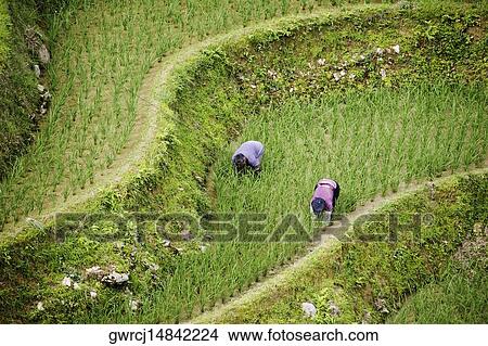 High angle view of two people working in a rice field, Jinkeng Terraced Field, Guangxi Province, China View Large Photo Image Picture - High angle view of two people working in a rice field, Jinkeng Terraced Field, Guangxi Province, China. Fotosearch