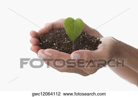 Stock Image - Leaf and compost on a person's hands. Fotosearch