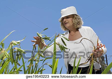 Low angle view of a senior woman gardening View Large Photo Image Stock Image - Low angle view of a senior woman gardening. Fotosearch