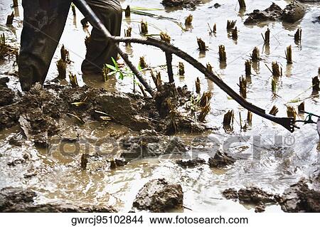 Picture - Low section view of a farmer ploughing, Yangshuo, Guangxi Province, China. Fotosearch