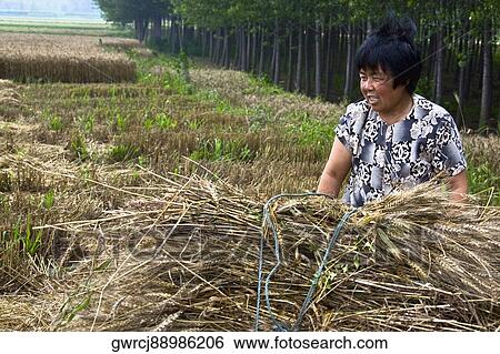 Stock Photograph - Mature woman standing with a bundle of wheat in a field, Zhigou, Shandong Province, China. Fotosearch