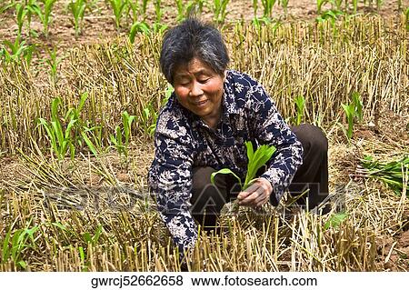 Stock Photo - Mature woman working in a field, Zhigou, Shandong Province, China. Fotosearch