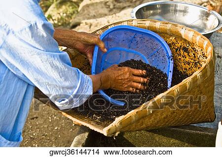 Picture - Mid section view of a person holding mustard seeds in a basket, Emerald Valley, Huangshan, Anhui Province, China. Fotosearch