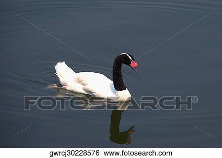 Stock Photograph - Mute Swan (Cygnus olor) in a lake, Xiangjiang Safari Park, Guangzhou, Guangdong Province, China. Fotosearch