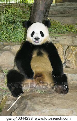 Panda sitting in a zoo, Xiangjiang Safari Park, Guangzhou, Guangdong Province, China View Large Photo Image Stock Photo - Panda sitting in a zoo, Xiangjiang Safari Park, Guangzhou, Guangdong Province, China. Fotosearch