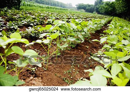 Picture - Potato crop in a field, Zhigou, Shandong Province, China. Fotosearch