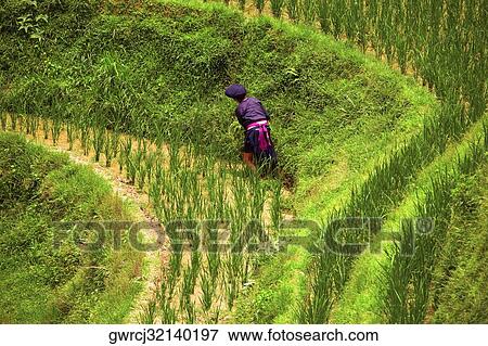 Rear view of a woman working in a field, Jinkeng Terraced Field, Guangxi Province, China View Large Photo Image Stock Photo - Rear view of a woman working in a field, Jinkeng Terraced Field, Guangxi Province, China. Fotosearch