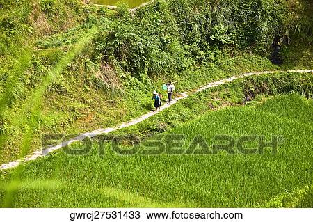 Stock Image - Rice crop in a field, Jinkeng Terraced Field, Guangxi Province, China. Fotosearch