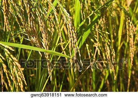 Rice crop in a field, XingPing, Yangshuo, Guangxi Province, China View Large Photo Image Stock Image - Rice crop in a field, XingPing, Yangshuo, Guangxi Province, China. Fotosearch