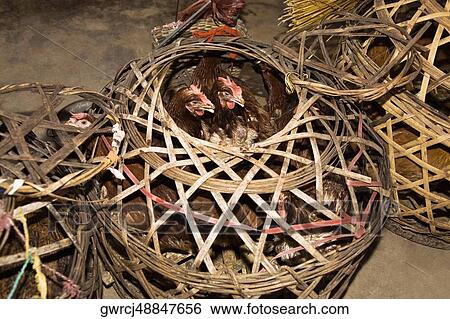 Stock Photograph - Roosters in a basket at a market stall, Xingping, Yangshuo, Guangxi Province, China. Fotosearch