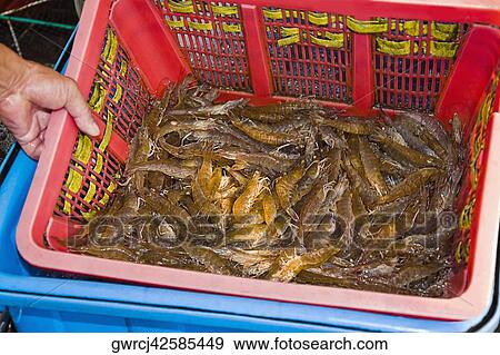 Shrimps in a basket, Shamian Island, Guangzhou, Guangdong Province, China View Large Photo Image Stock Photo - Shrimps in a basket, Shamian Island, Guangzhou, Guangdong Province, China. Fotosearch