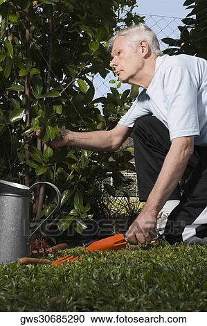 Stock Image - Side profile of a senior man gardening. Fotosearch